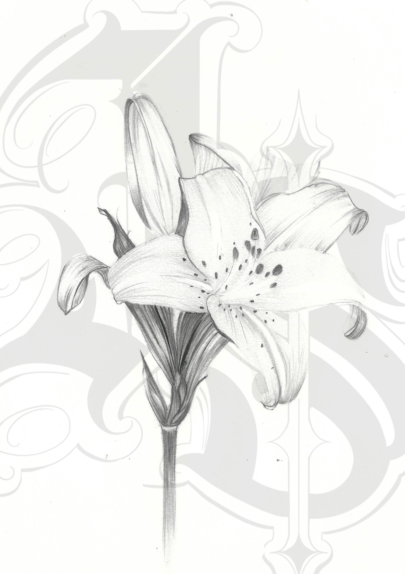 Dainty Dream Lily - Hand Drawn