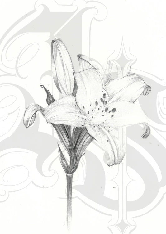 Dainty Dream Lily - Hand Drawn